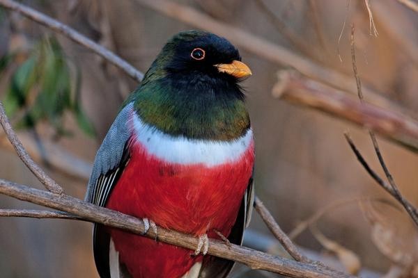 Brightly colored Arizona Elegant Trogon perched on a limb